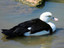 Radjah Shelduck (WWT Slimbridge June 2009) - pic by Nigel Key